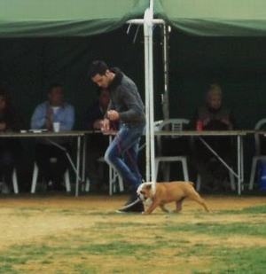 Dog Show Nicosia 01.4.12 (3) s
